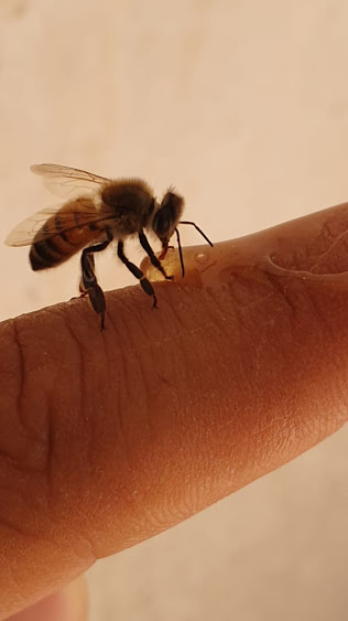زنبور در حال تغذیه عسل